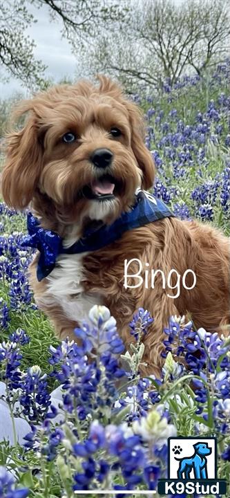 a cavalier king charles spaniel dog in a field of flowers