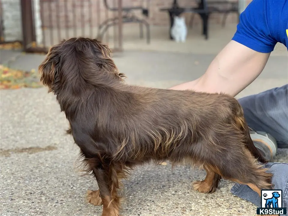 Cavalier King Charles Spaniel stud dog