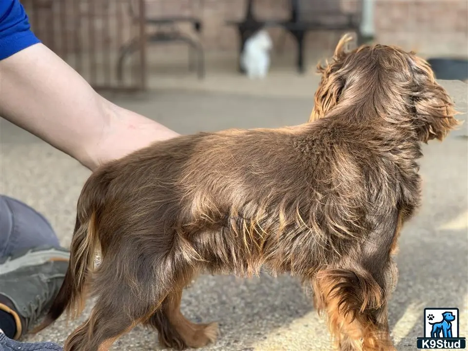 Cavalier King Charles Spaniel stud dog