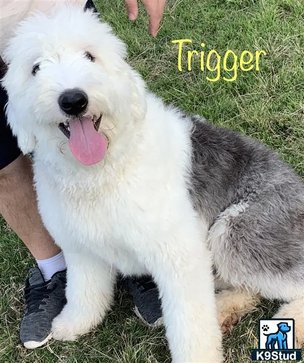 Old English Sheepdog stud dog