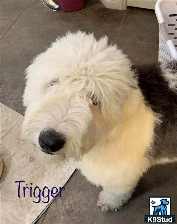 Old English Sheepdog stud dog