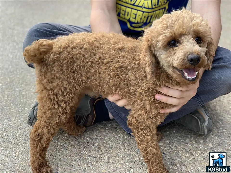 Poodle stud dog