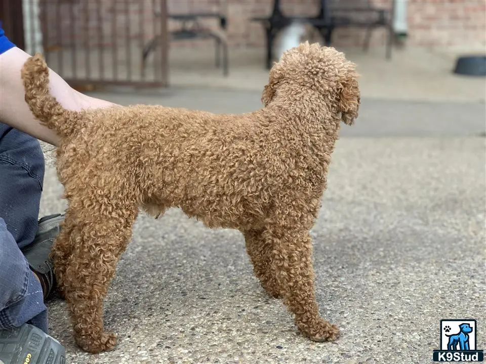 Poodle stud dog