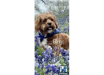 a cavalier king charles spaniel dog in a field of flowers