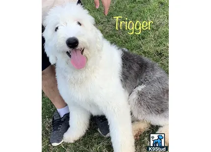 a old english sheepdog dog lying on grass