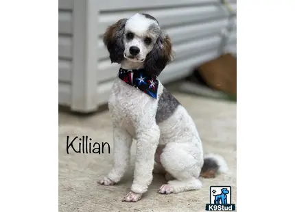 a poodle dog wearing a bow tie