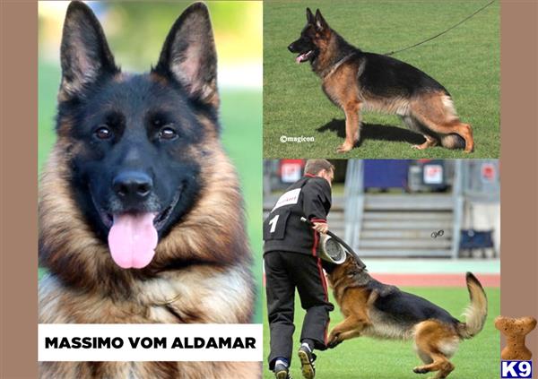 a collage of a german shepherd dog