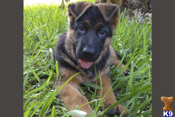 a german shepherd dog lying in the grass