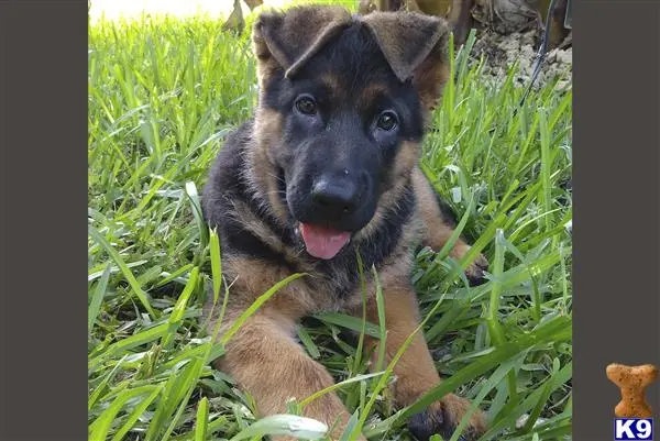 German Shepherd puppy for sale