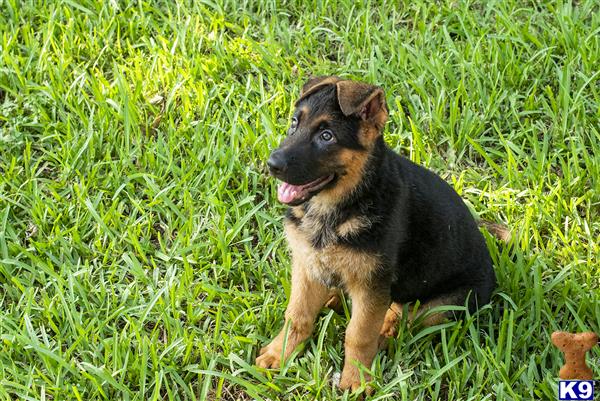 a german shepherd dog sitting in the grass