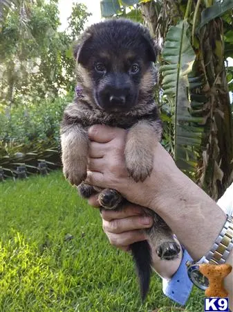 German Shepherd