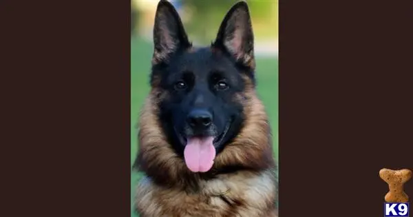 German Shepherd stud dog