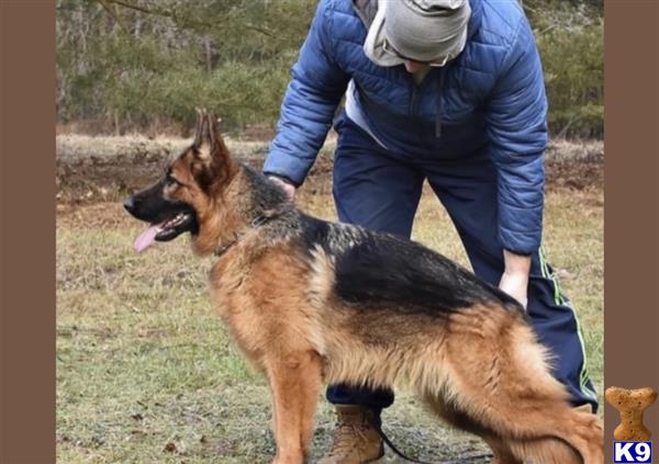 German Shepherd dog