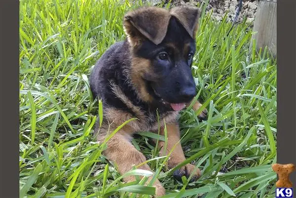 German Shepherd puppy for sale