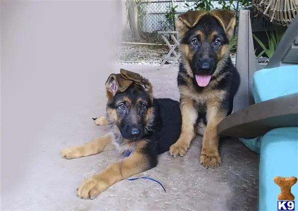 German Shepherd puppy for sale