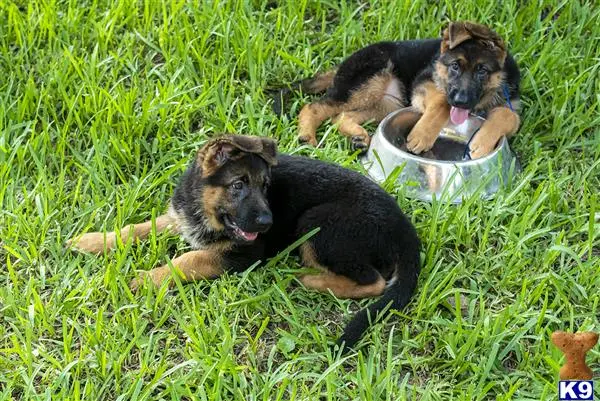 German Shepherd puppy for sale