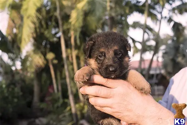 German Shepherd puppy for sale