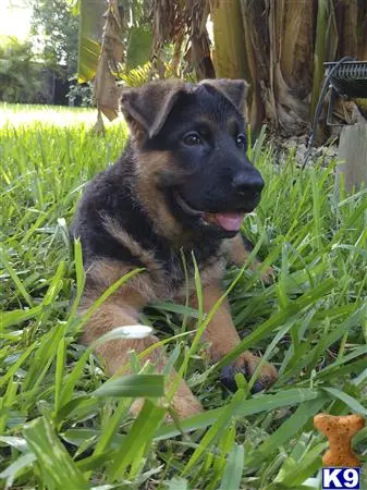 German Shepherd puppy for sale