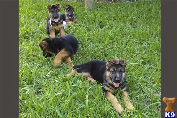 German Shepherd puppy for sale