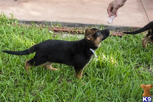 German Shepherd puppy for sale