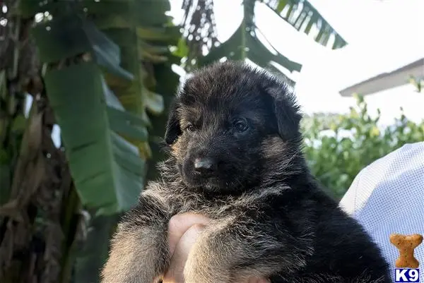 German Shepherd puppy for sale