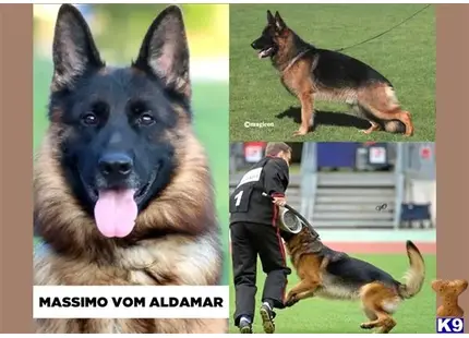 German Shepherd