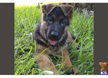 German Shepherd