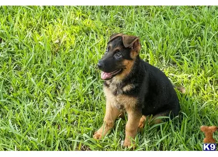 German Shepherd Puppies for Sale - Loyal and Intelligent Companions ...