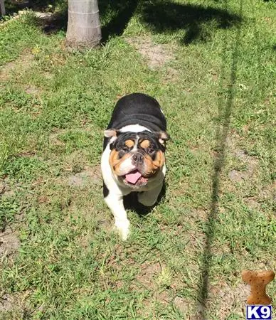 English Bulldog stud dog