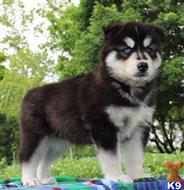 siberian husky puppy posted by florence781