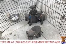 staffordshire bull terrier puppy posted by florencetaylor