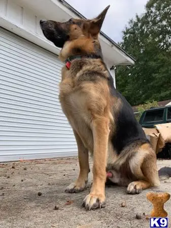 German Shepherd stud dog