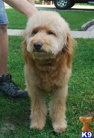 Goldendoodles stud dog