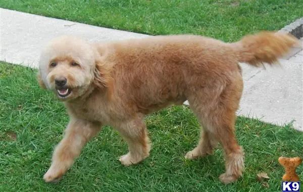 Goldendoodles stud dog