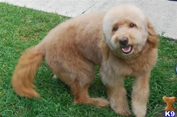 Goldendoodles stud dog