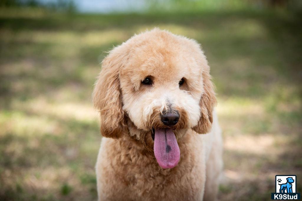a goldendoodles dog with its tongue out