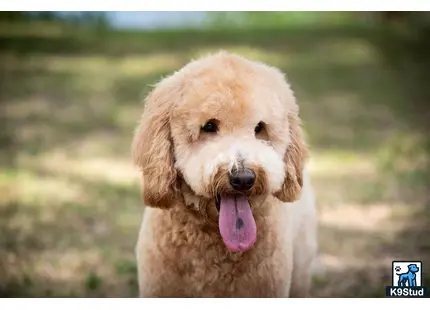 a goldendoodles dog with its tongue out