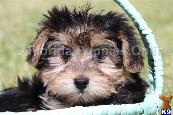 yorkie coton puppies for sale terrier puppy for sale tucker yorkie coton 4 years yorkie coton puppies for sale terrier puppy for sale tucker yorkie coton 4 years