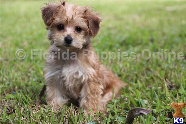yorkie chon puppies for sale terrier puppy for sale toby yo chon puppy 4 years yorkie chon puppies for sale terrier puppy for sale toby yo chon puppy 4 years