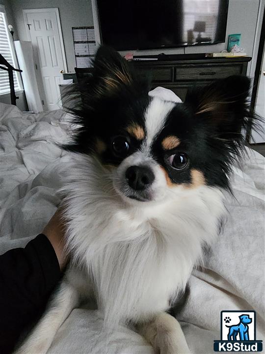a chihuahua dog lying on a bed
