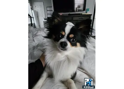 a chihuahua dog lying on a bed