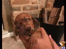 bloodhound puppy posted by florod