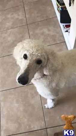 Poodle female dog