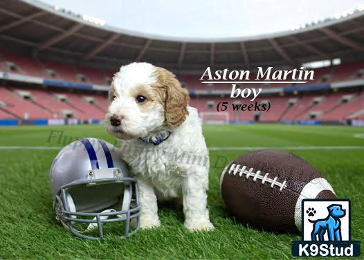 a goldendoodles dog sitting on a football field