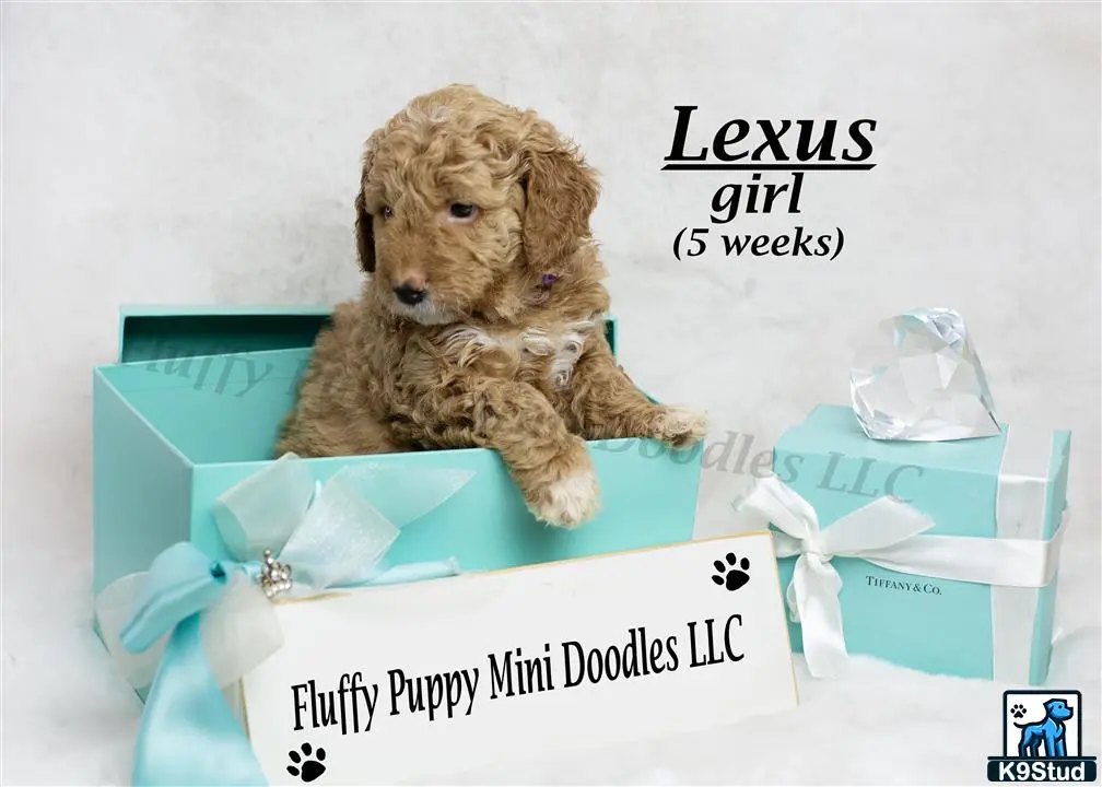 Goldendoodles