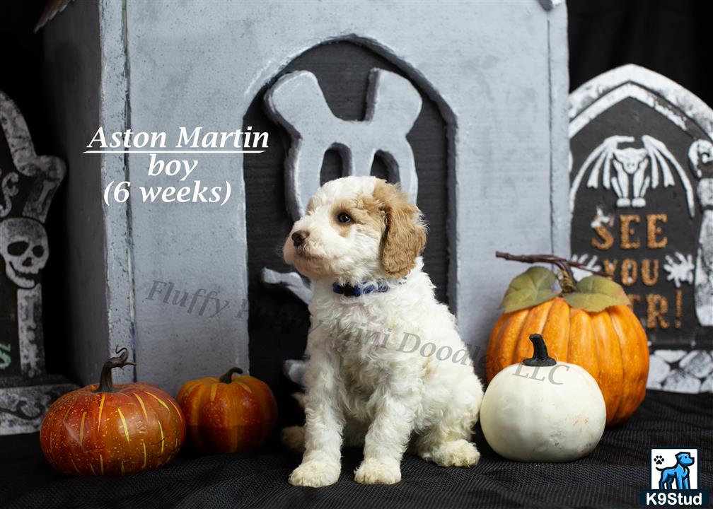 a goldendoodles dog sitting next to pumpkins