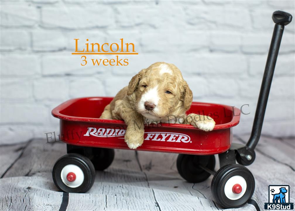 a goldendoodles dog in a toy car