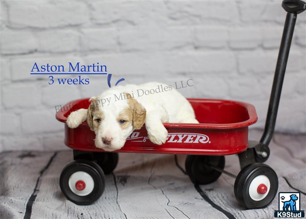a goldendoodles dog in a stroller