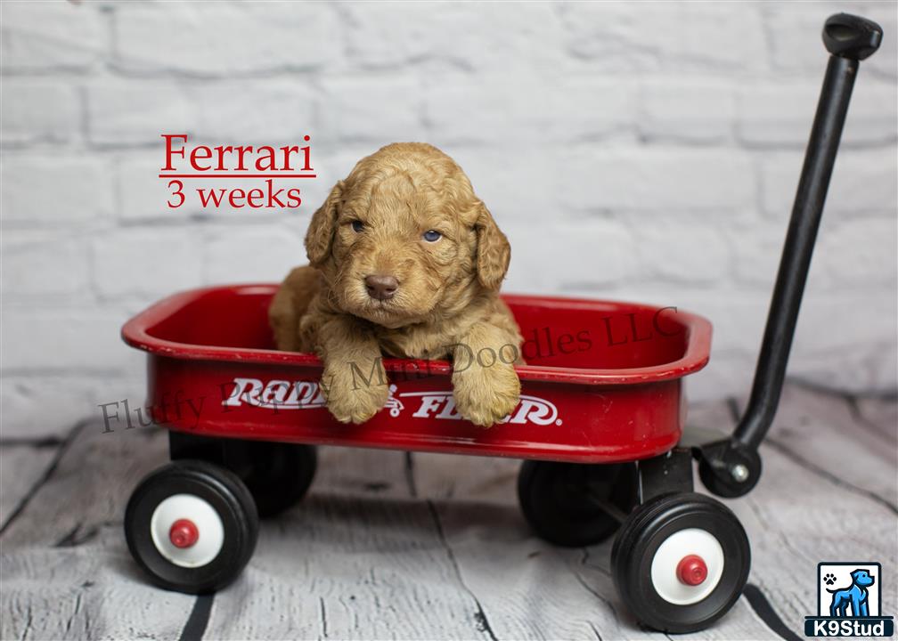 a goldendoodles dog in a toy car