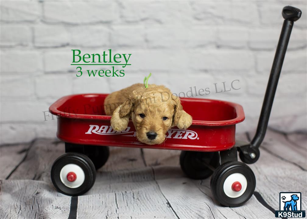 a goldendoodles dog in a wagon
